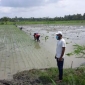 বোয়ালিয়া বীজ উৎপাদন খামারে আমনের আবাদ পুরাদমে শুরু হয়েছে