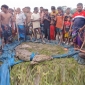 ডাঙ্গী জলাধারের সেই কুমির ধরা পড়লো এলাকাবাসীর জালে