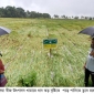 একটানা বৃষ্টি ও ঝড়ো হাওয়ায় বোয়ালিয়া বীজ উৎপাদন খামারে আমন ধানের ব্যাপক ক্ষতি হয়েছে