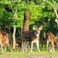 সুন্দরবনে হরিণ শিকারিরা বেপরোয়া হয়ে উঠেছে